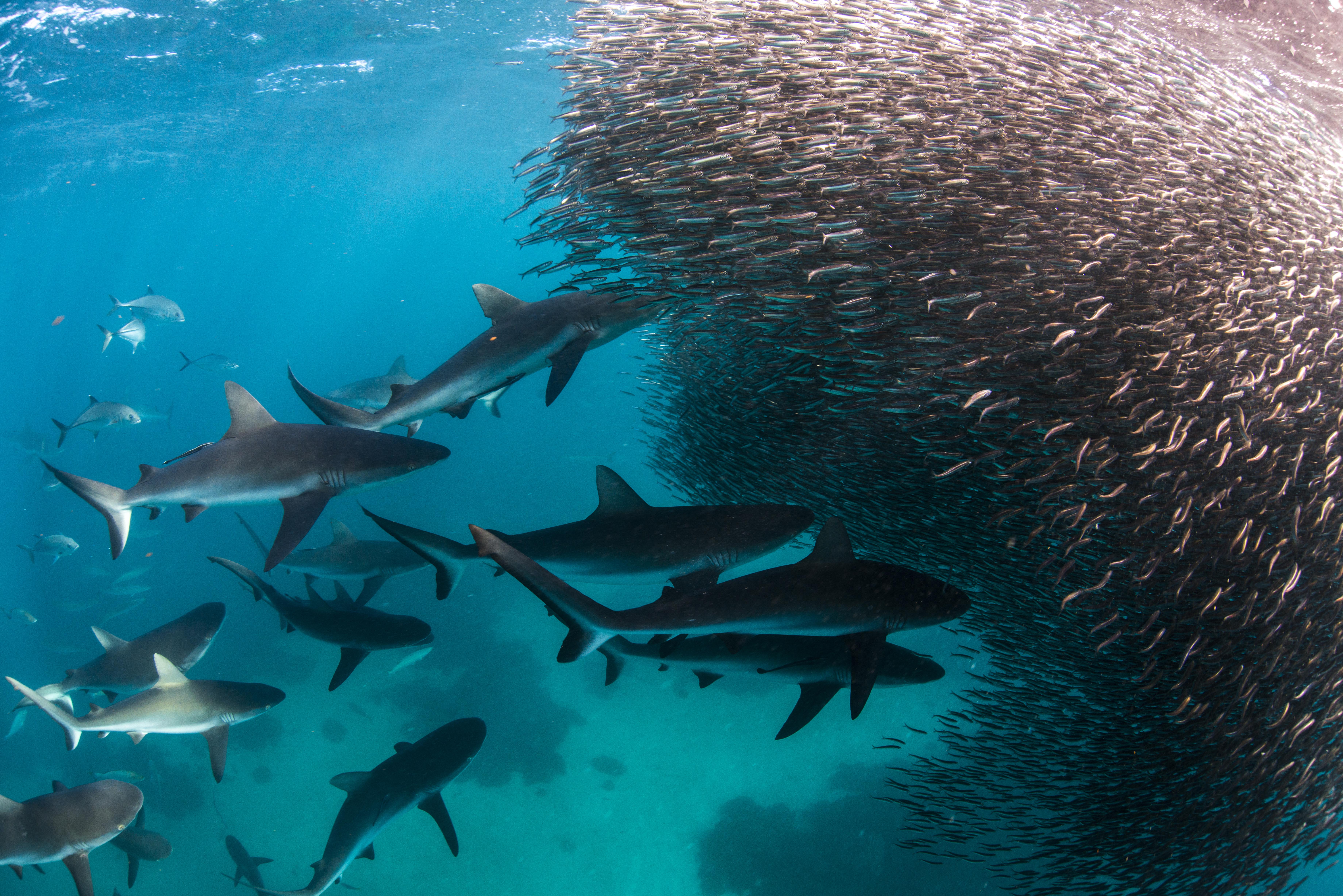 Ningaloo Photographic Competition 2017 All the… West Travel Club